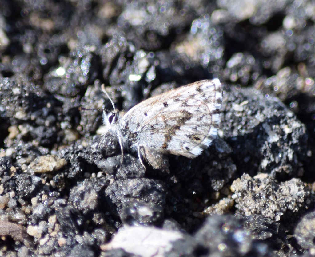 Pseudolucia charlotte