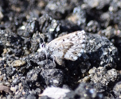 Pseudolucia charlotte