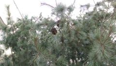 Pinus maximartinezii