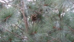 Pinus maximartinezii