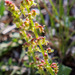 Rumex bucephalophorus - Photo (c) Quentin Scouflaire, μερικά δικαιώματα διατηρούνται (CC BY-NC), uploaded by Quentin Scouflaire