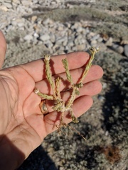 Portulaca californica