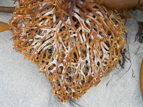 photo of Kelps (Laminariales)