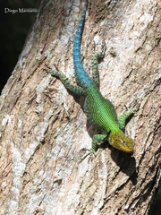 Sceloporus taeniocnemis