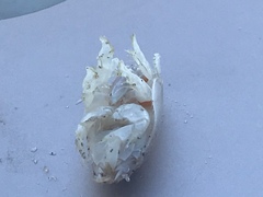 Emerita portoricensis