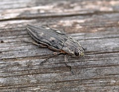 Chalcophora mariana