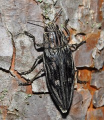 Chalcophora mariana