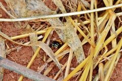 Gaesischia belophora