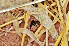 Gaesischia belophora