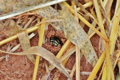 Gaesischia belophora