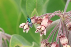 Euperilampus triangularis