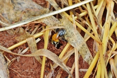 Gaesischia belophora