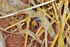 Gaesischia belophora