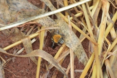 Gaesischia belophora