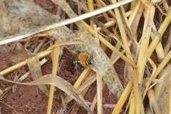 Gaesischia belophora