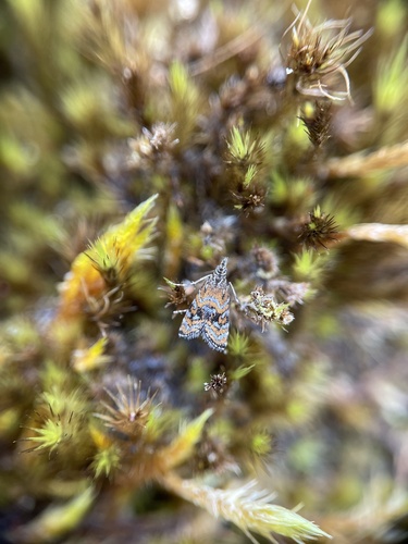 Mestolobes quadrifasciata observed 2023-07-02