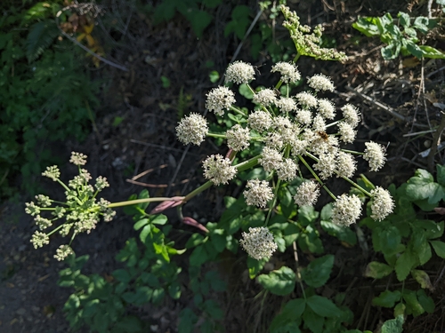 Image of Angelica californica by (c) Ken-ichi Ueda, some rights reserved (CC BY)