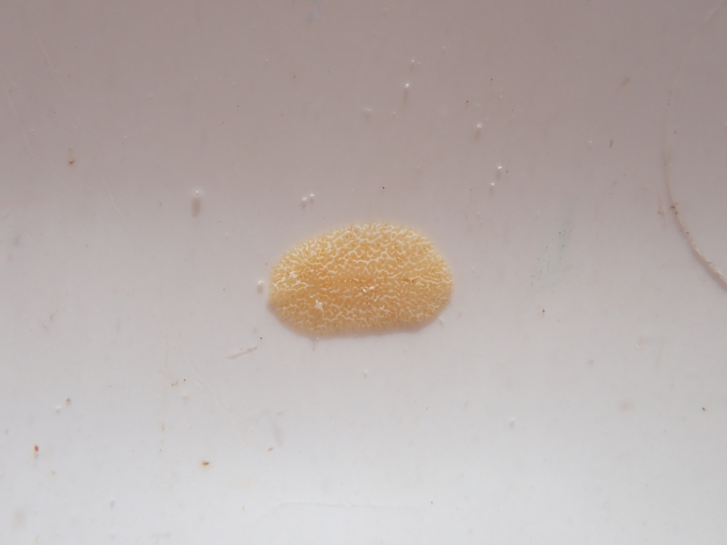 Stylochocestidae
