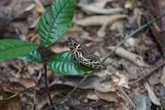 Catuna angustatum