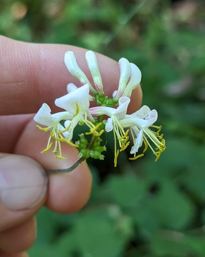 Pink Honeysuckle