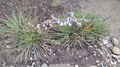 Image of Yucca baileyi by no rights reserved
