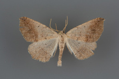 Prochoerodes forficaria