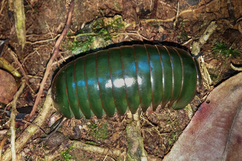 Madagascar Green-Emerald Giant Pill-Millipede photographed in Madagascar
