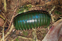 Zoosphaerium neptunus