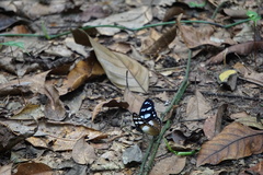 Hypolimnas anthedon anthedon