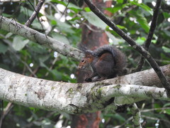 Sciurus deppei