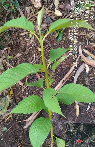 Citharexylum subflavescens (Citharexylum subflavescens)