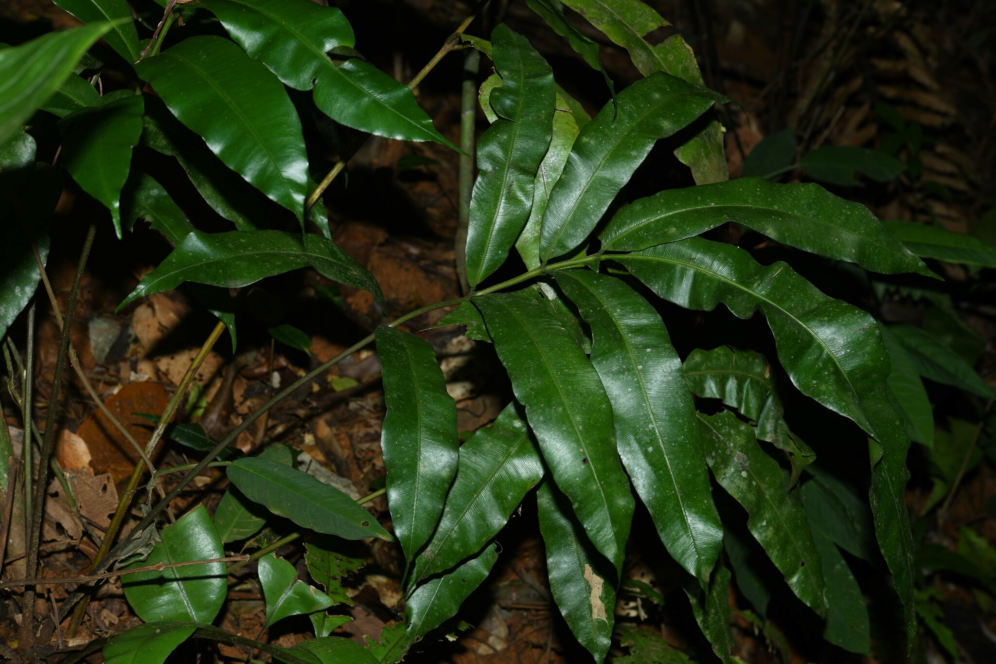 Danaea ushana