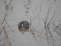 Fulica atra