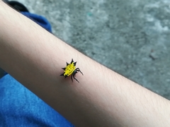 Gasteracantha cancriformis