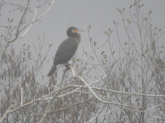 Phalacrocorax carbo