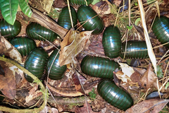 Zoosphaerium neptunus