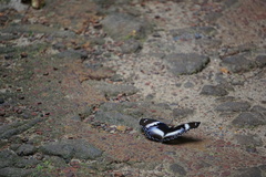 Hypolimnas salmacis salmacis