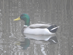 Anas platyrhynchos