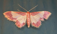 Idaea basinta