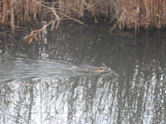 Myocastor coypus