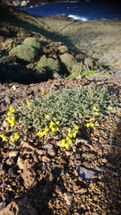 Lotus sessilifolius