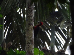 Campephilus haematogaster