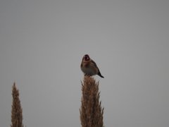 Carduelis carduelis