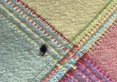 Disonycha triangularis