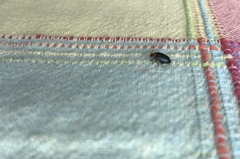 Disonycha triangularis