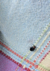 Disonycha triangularis