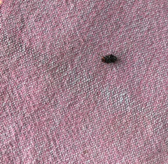 Disonycha triangularis