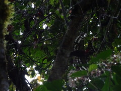 Campephilus haematogaster