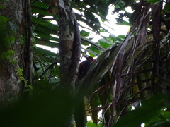 Campephilus haematogaster