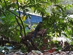 Momotus aequatorialis